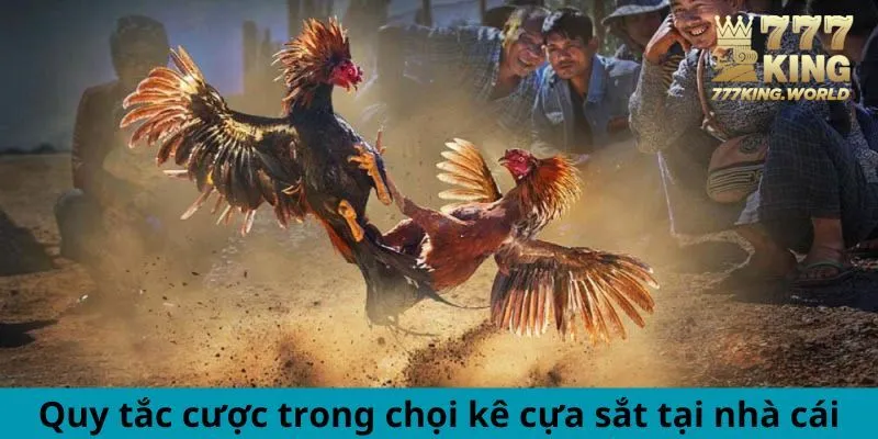 Quy tắc cược trong chọi kê cựa sắt tại nhà cái